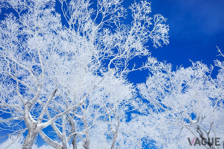 条件が揃えば、霧氷を見ることができるかも?!