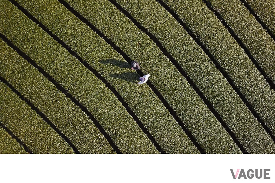 Tastemade × MXP「INNOVATORS」シリーズ／櫻井焙茶研究所：櫻井真也氏