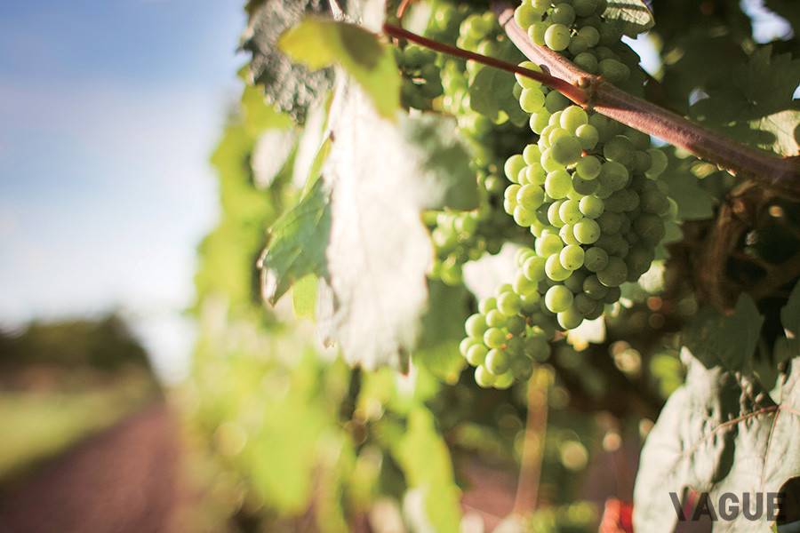 特級畑「グラン・クリュ」から届けられたシャルドネをブレンド