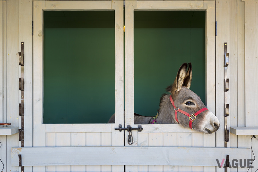 特設オフロードコース横に建てられているガレージのような小屋には、マスコットのロバが飼育されている