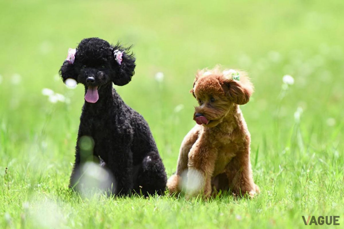 愛犬と過ごすイメージ