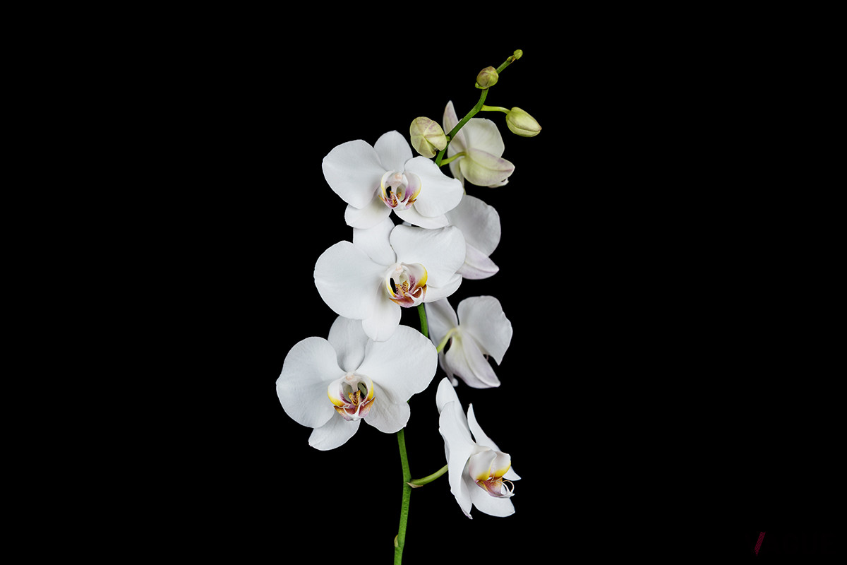 今回のモチーフとなった蘭の花