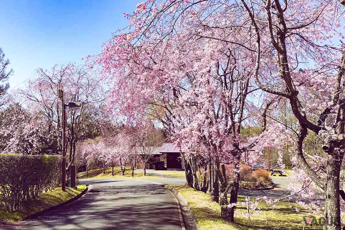 4月中旬から後半は桜が見ごろを迎え、お花見キャンプも楽しめるなど、信州ならではの春キャンプを楽しめる