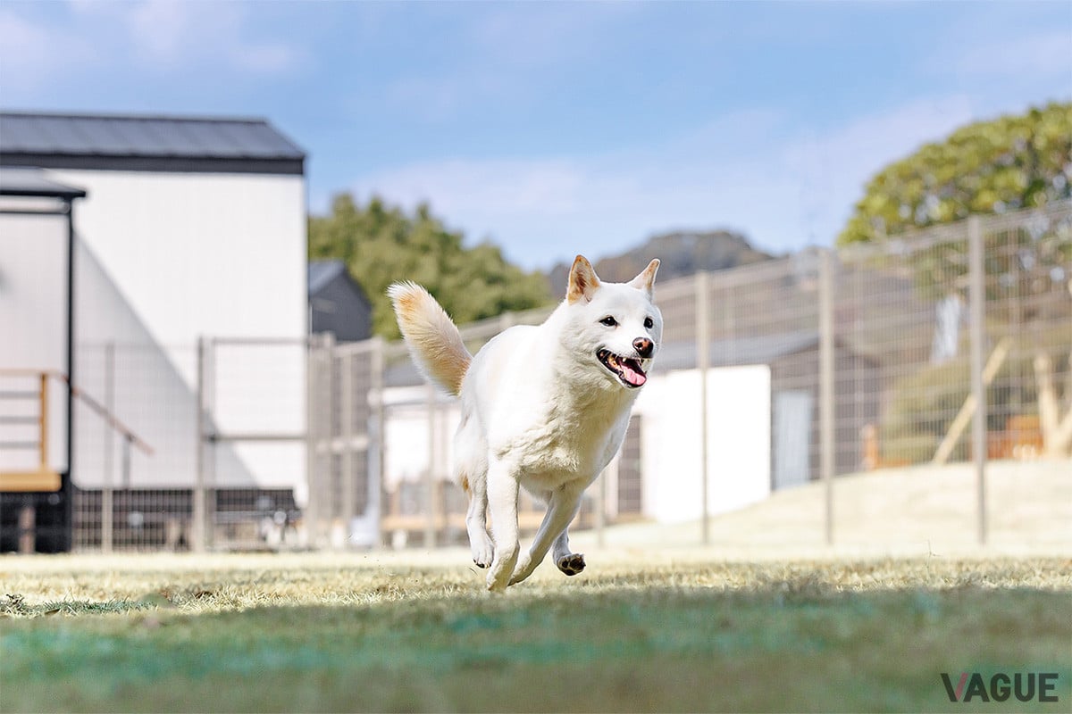 愛犬の同伴が可能な部屋を2棟用意。専用のドッグランも備わっている