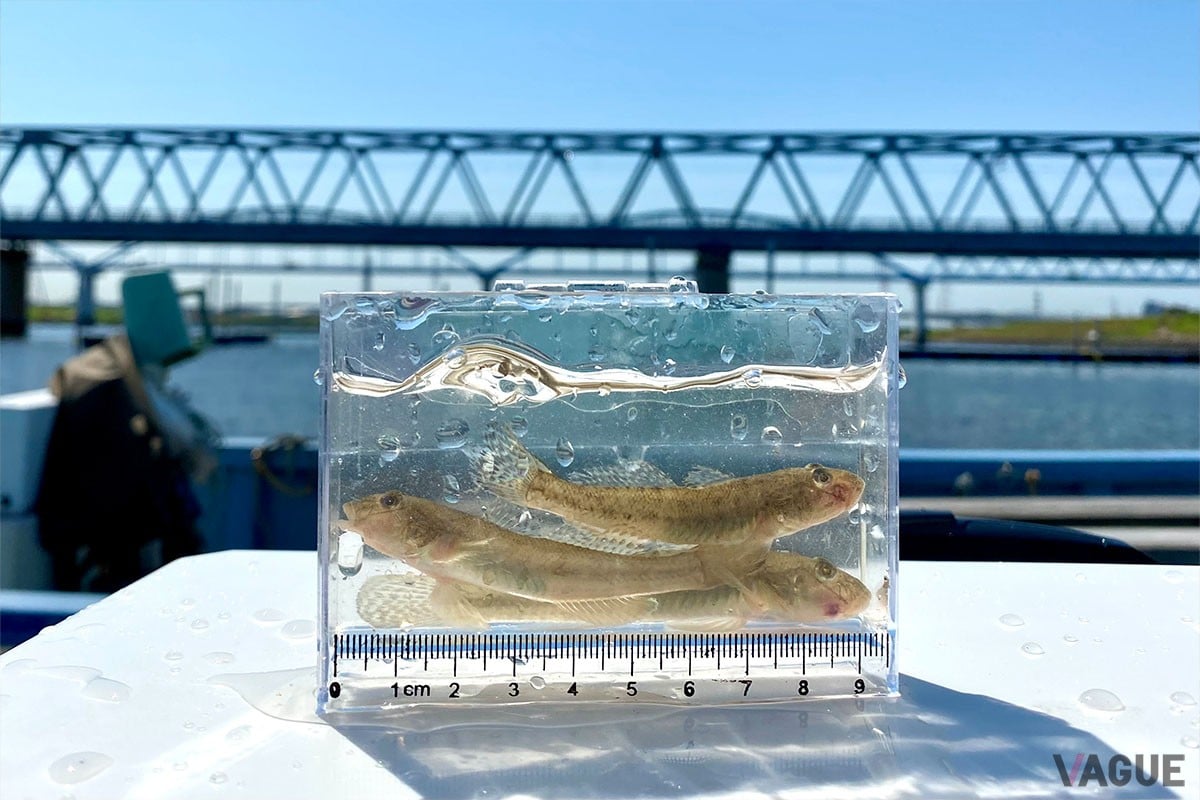 ユーモラスな姿のハゼ（マハゼ）は、春から秋にかけて楽しめる人気のターゲット。都市近郊の河川や海に数多く生息しているので、カップルやファミリーで楽しめます