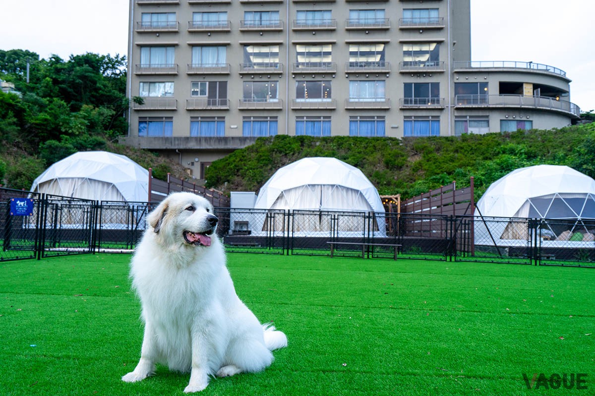 天然温泉とホテルサービスを満喫できる上、愛犬にもやさしい新感覚のグランピング施設「glampark 海陽閣」