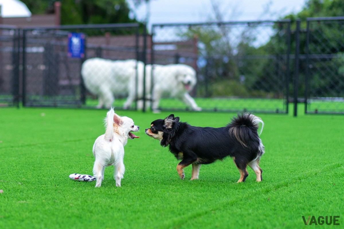 天然温泉とホテルサービスを満喫できる上、愛犬にもやさしい新感覚のグランピング施設「glampark 海陽閣」