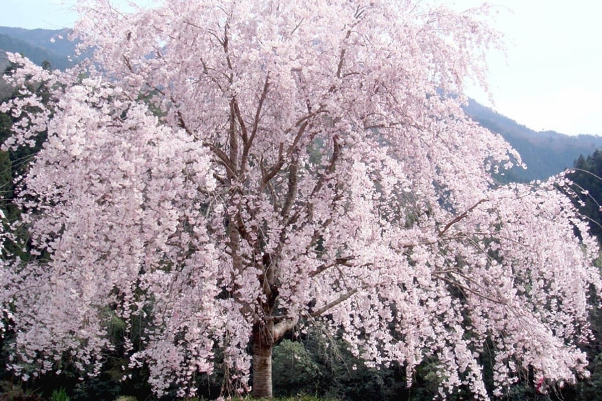 徳島にある剣山の連峰に囲まれた秘境の地に誕生した1日1組限定のグランピング施設「glampark つるぎの湯」