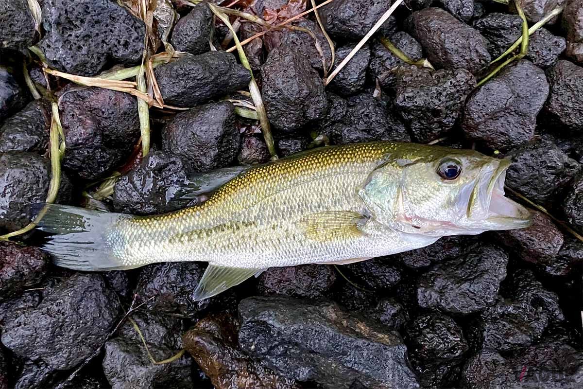 大人の事象を察してか、夕暮れ時にヒットしてくれたバス。小さいけれど美しい魚体だった
