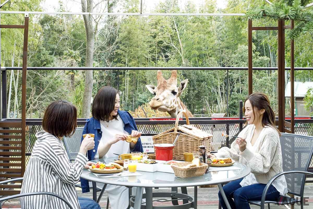 「The Bamboo Forest」：大人気のオプション、キリンと朝食。キリン専用のえさをあげられるほか、開園前でのんびりすごしている動物たちへのえさやりもできる。動物好きにはたまらないプランだ