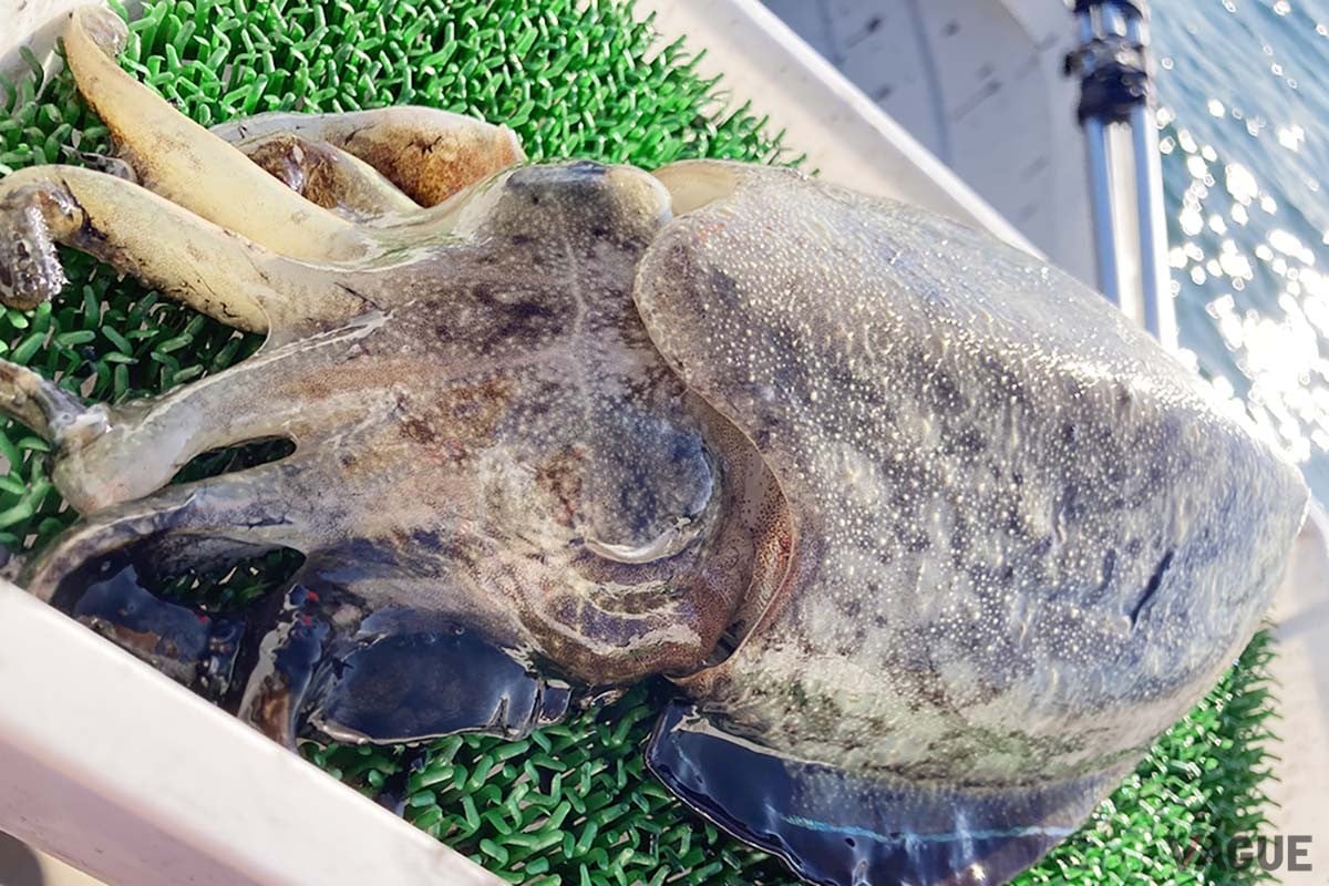 秋に砂地でよく釣れるのがモンゴウイカ。肉厚で薄くそいでの刺身や、炒め物や天ぷらなど火を通す料理も絶品。ただし、釣り上げたときは猛烈にスミを吐くので、優しくあつかわねばいけません…