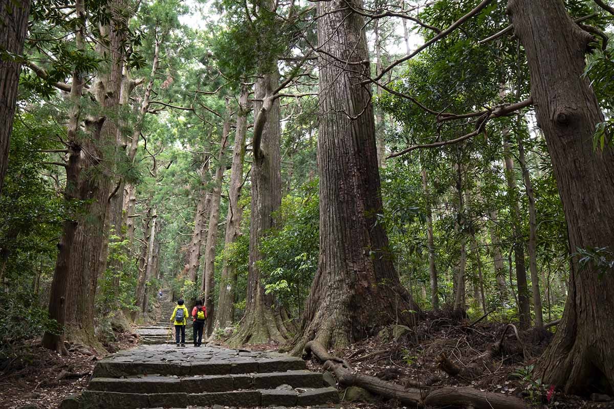 古の人々が参拝するためにとおった“祈りの道”である熊野古道の紅葉シーズンを満喫できる“大門坂ツアー”を提供中