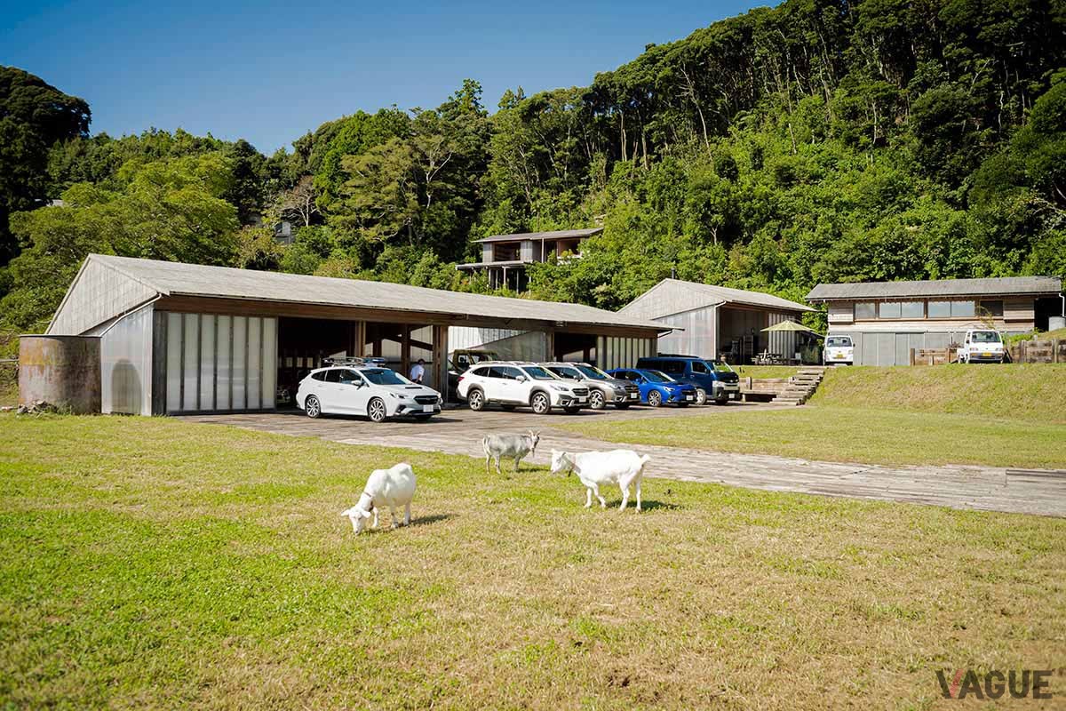 藤井さんは1匹の犬と8匹のネコ、そして3頭のヤギたちと暮らす