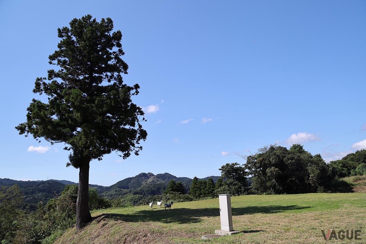 当初の予定では、写真の芝生エリアに自宅を建てる予定だったが、景観を損ねるとの理由から建設を中止。シンボルツリーが印象的なゾーンだ