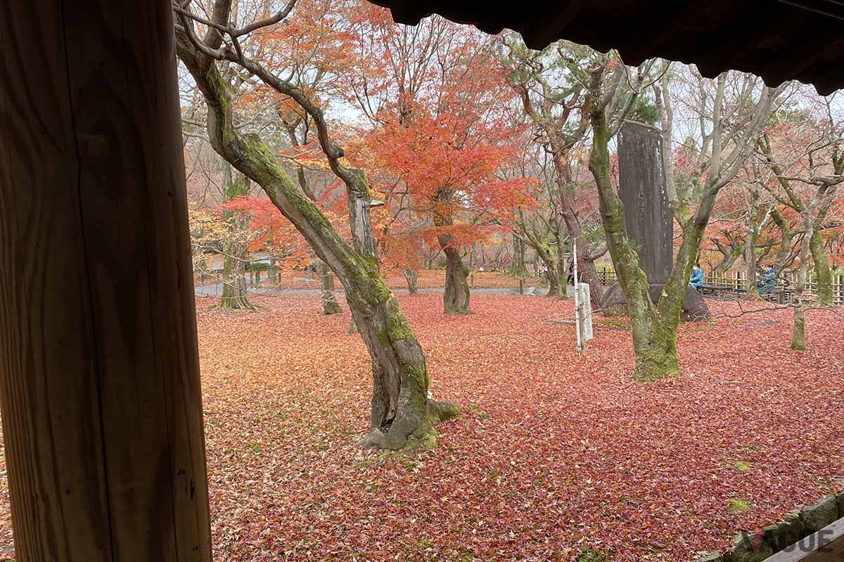 紅葉のシーズンもまもなく終わり。各高速道路会社のETC周遊パスを活用しておトクにドライブを楽しみたい