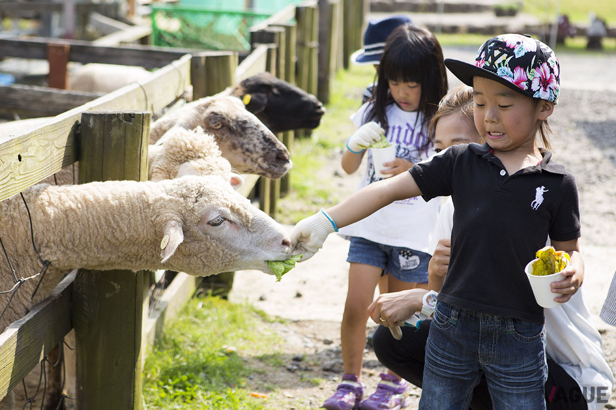 広大な道の駅内では、子どもに人気の“小さな動物園”でのえさやり体験や、芝すべりといったアトラクションも楽しめる