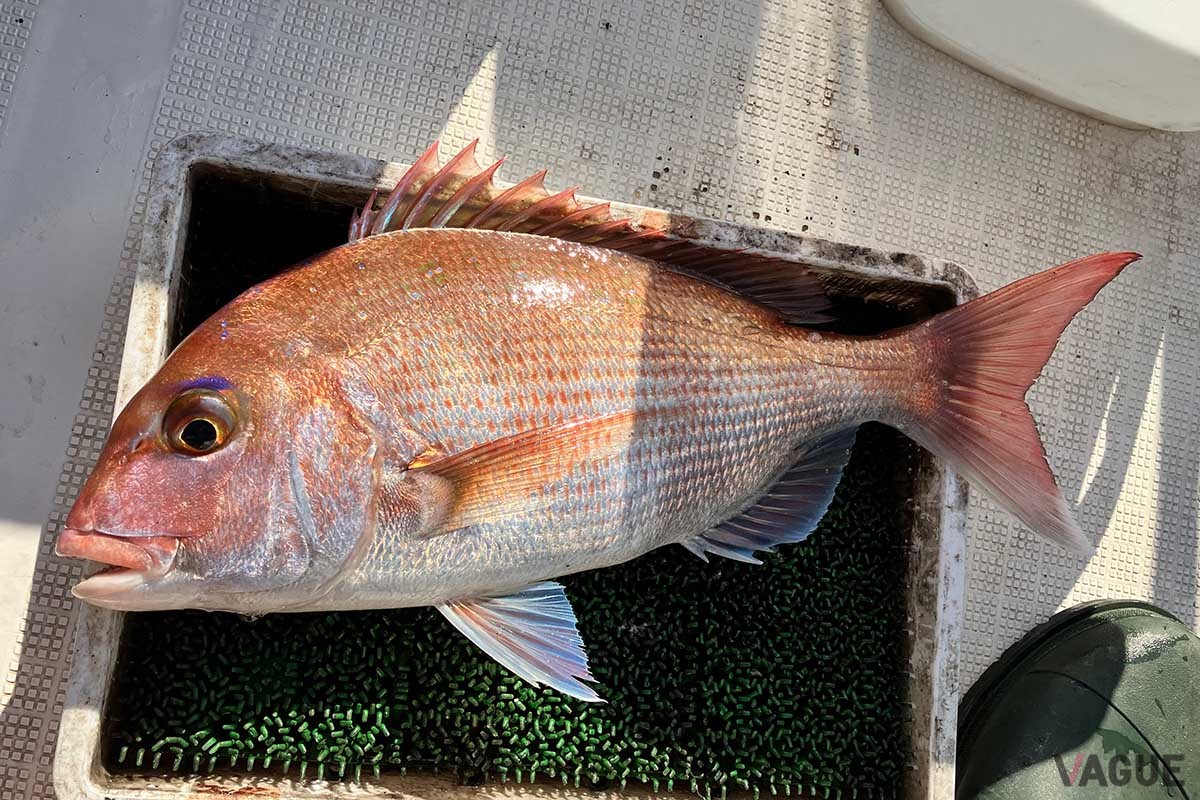 釣りたてはアイシャドーと薄ピンクの体色が美しいマダイ。食べて美味しく、贈答品にも喜ばれます。