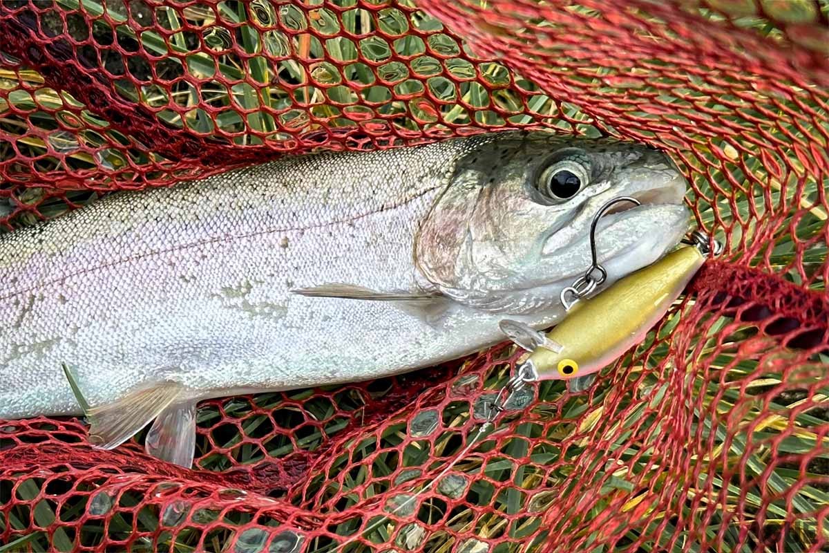 ラパラCD3のボトムずる引きはエリアトラウトに効果絶大