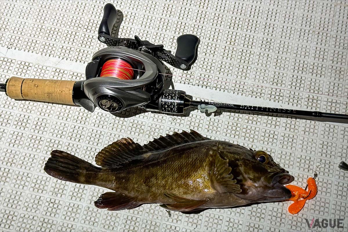 タックルはワームが扱えるパワーのバス用でOK。筆者はアブガルシアのゼノンとエラディケーターのベイトフィネスを投入しました