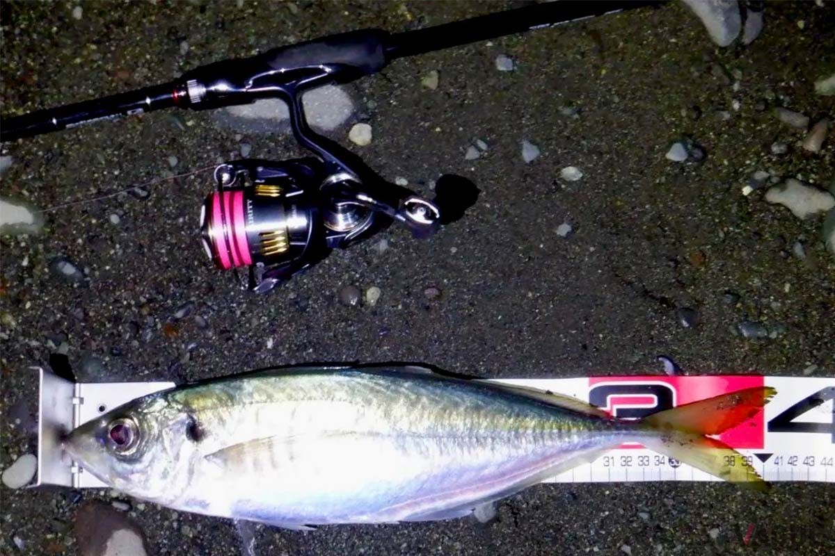 実戦投入したAIRITY LT2000S-Hで渡邉さんが仕留めた40cmを超えるギガアジ。高いドラグ性能で細いラインでも安心してファイトできたのだとか