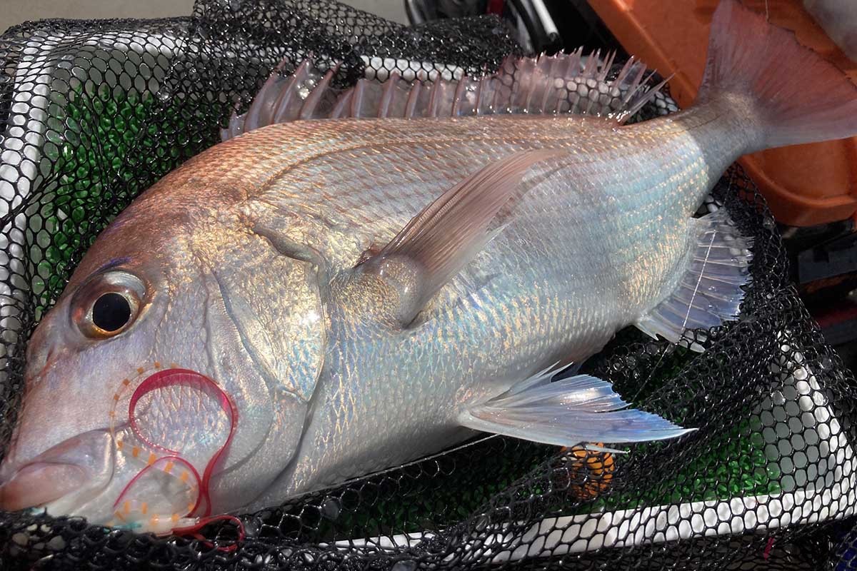 「マダイ」：メインターゲットです。30cmから80cmくらいの大型までサイズ問わず釣れますが、刺身でたべて美味しいのは2kg前後まで。おすすめは皮をつけたまま湯引きして、ポン酢や柚子胡椒。大きい個体はスジばった繊維が固くなってくるので、焼きや蒸し、フライなどで火入れすると美味しいです。30cmほどのサイズは鯛めしでいただくのが我が家の定番です。