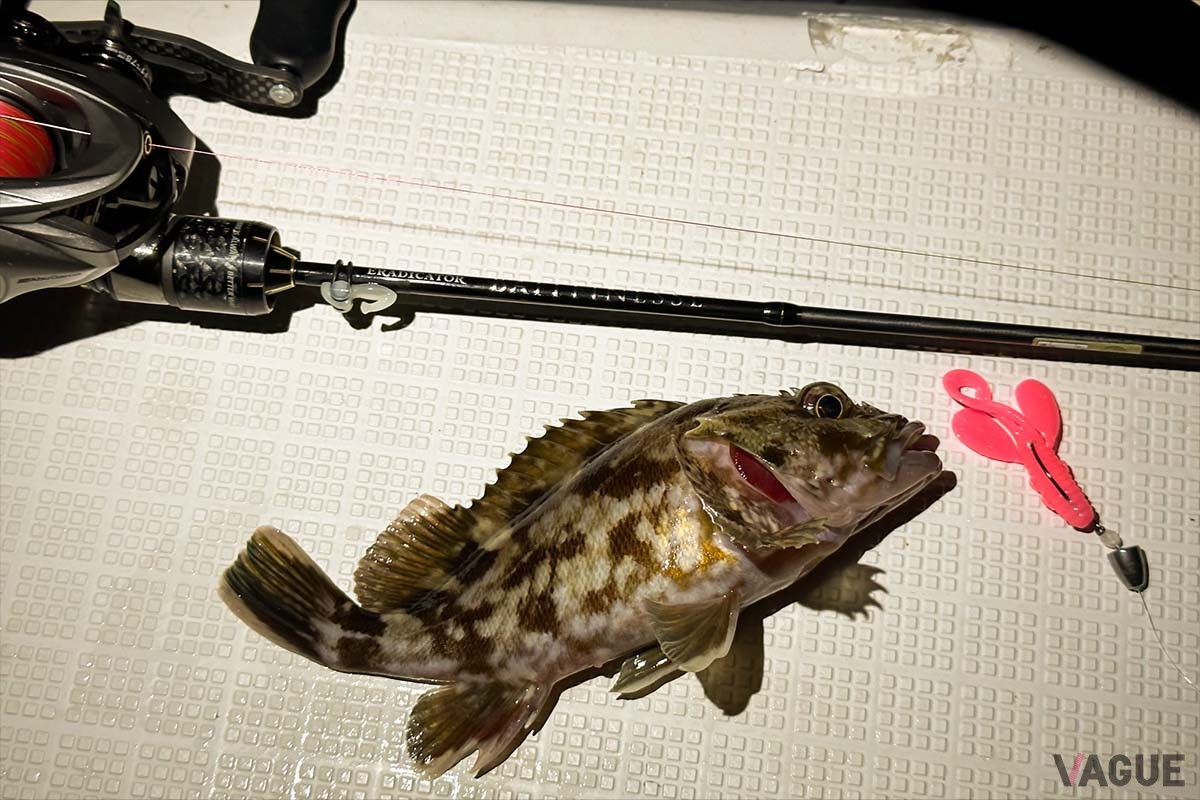 この夜大当たりだったのが、ホッグ系ワームのスミス「オーシャンパフォーマー根魚大将2.8インチ」。写真のピンク系のほか、夜光色のグローやラメ系オレンジなど、どのカラーでも満遍なくヒットしました