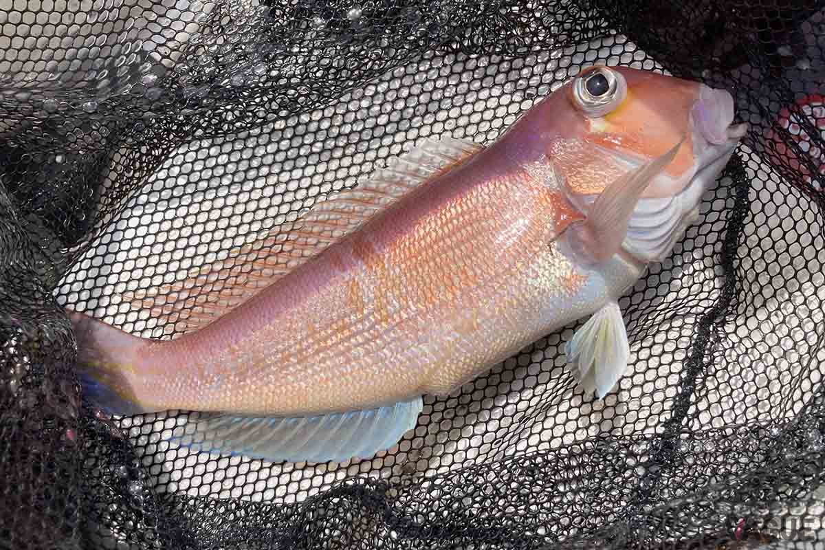 釣り上げた直後はピンクのグラデーションと、薄青の尻ビレがなんとも美しいアマダイ。エサでもタイラバでもどちらでも釣ることができる高級魚です