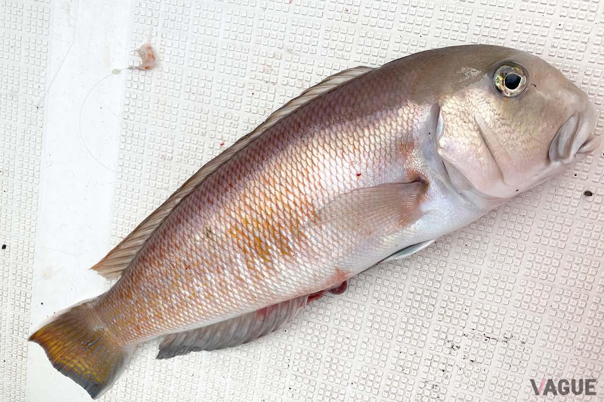 エサの仕掛けに食いついてきたのは、幻のシロアマダイ! アカアマダイと比べると、目がやや小さく、頭が丸みを帯びて、白っぽい顔をしています。一度は釣りたい憧れの魚です
