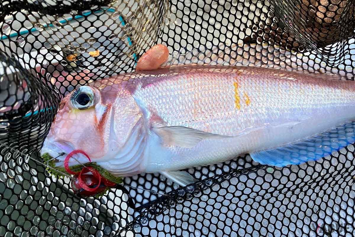 アマダイ狙いのタイラバのカラーは、僕は赤系、オレンジ系で結構釣っています。いずれも長めのワームをつけています