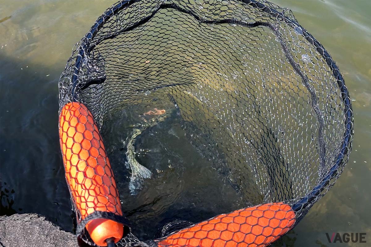 ネットのマチが深いので、ライブウェル（生簀）のように魚に負荷かけずに泳がしておけます。（ラインスラック「テレスコ フローティングラバーネット」）