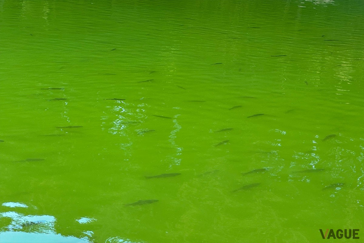 朝夕のまずめ時には魚が浮き、より水面を意識するようになりトップのゲームが有利になります