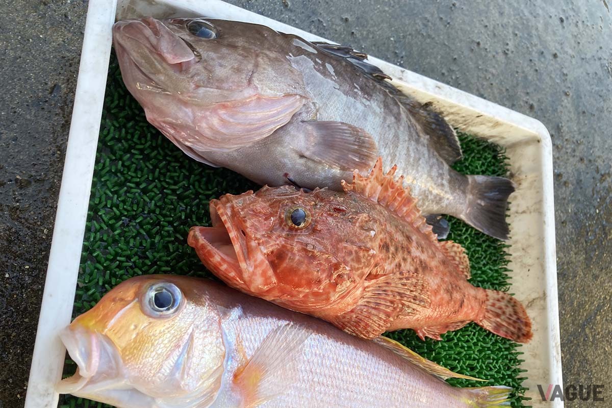 砂泥地と小さな根がポツポツあるような場所では、運がよければタイラバだけでこんな高級魚三点盛りも！　上からマハタ、オニカサゴ、アカアマダイ