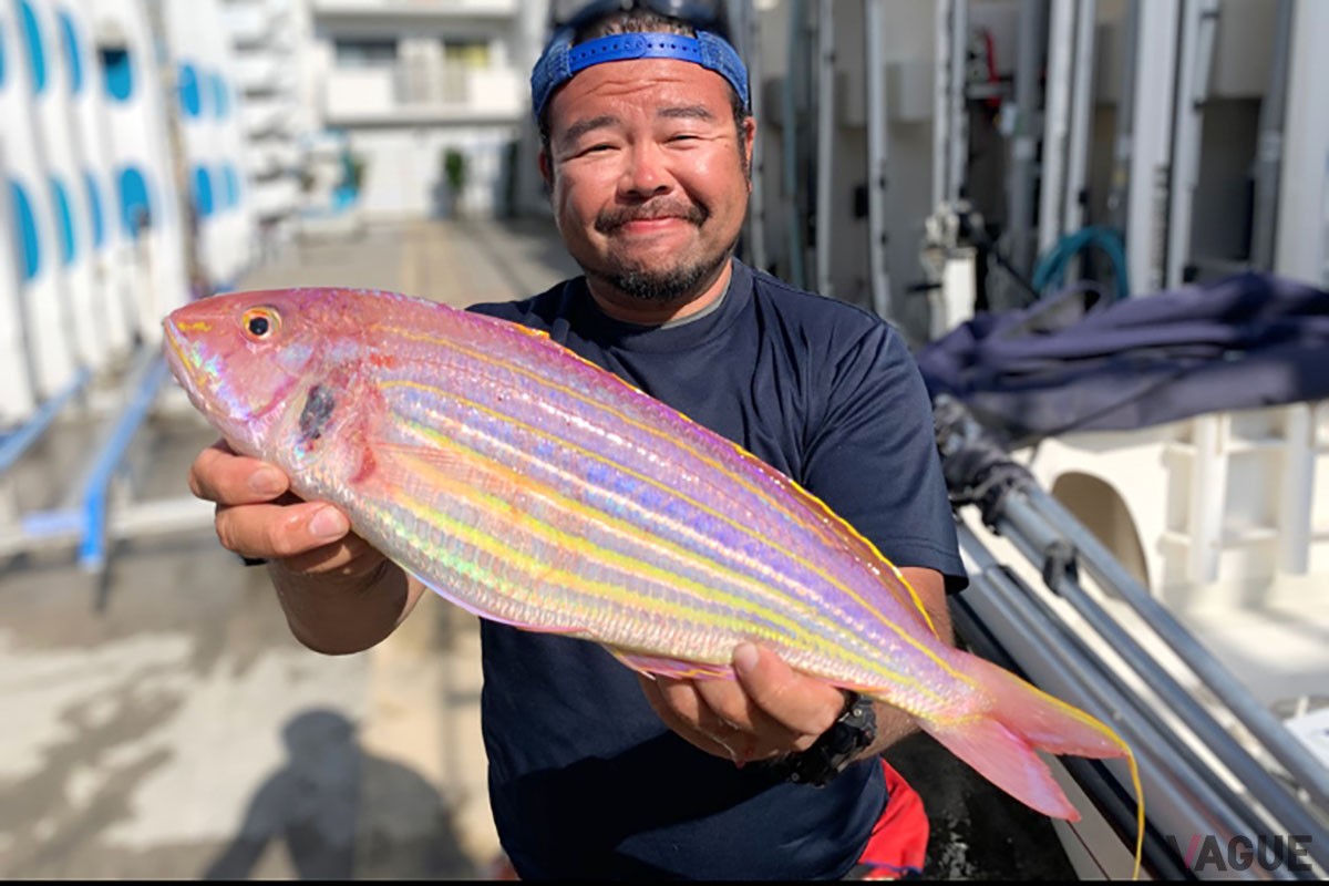 アマダイ狙いでは、コイキング…のような大型のイトヨリダイも釣れます。レインボーカラーで美しい魚体ですが、皮下の脂が多く、味が濃厚なので、我が家で大人気です。ちなみにお腹の黄色いものはソコイトヨリという別種ですが、こちらも美味