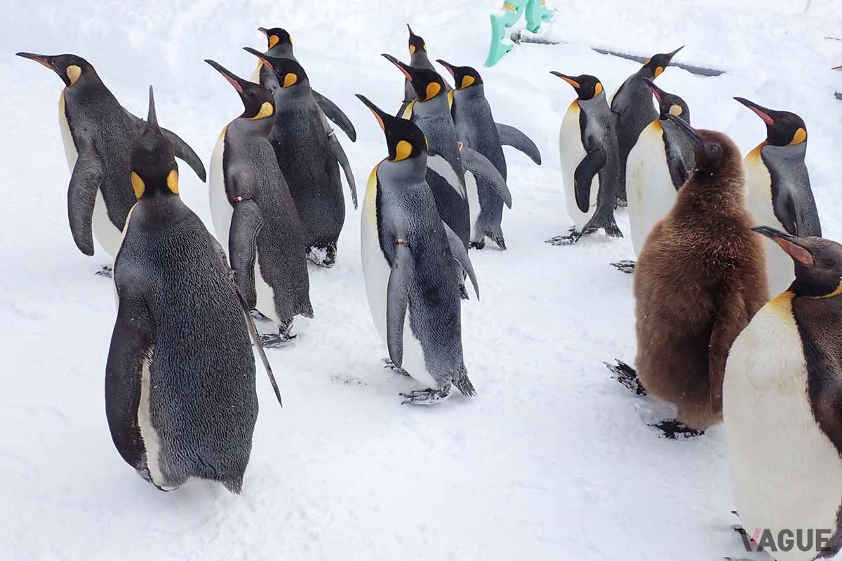 いままで行ったことのない場所に旅行に行くことができるのも「どこかにマイル」の醍醐味。今回は旭川に旅行、有名な「旭山動物園」を観光