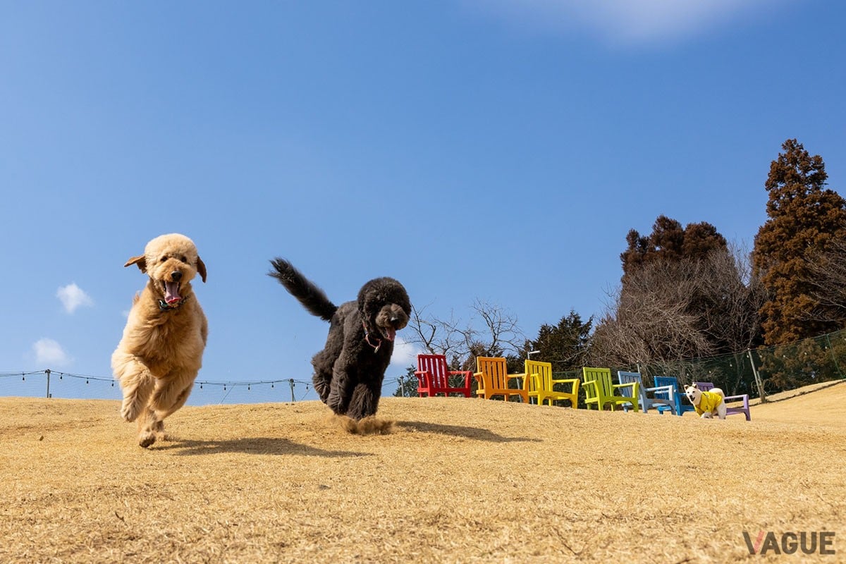複合型アウトドア施設「58ロハスクラブ」内に誕生したグランピング施設「栃木ファームグランピング Rustic CAMP-ラスティックキャンプ-」
