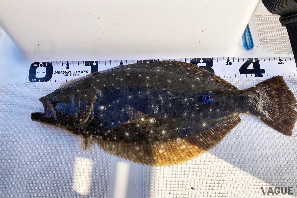 釣れたシロギスをあげようとしたら、ヒラメがバイト！ほかにもマゴチや青物など、高級な大物ゲストが釣れてしまうこともよくあります