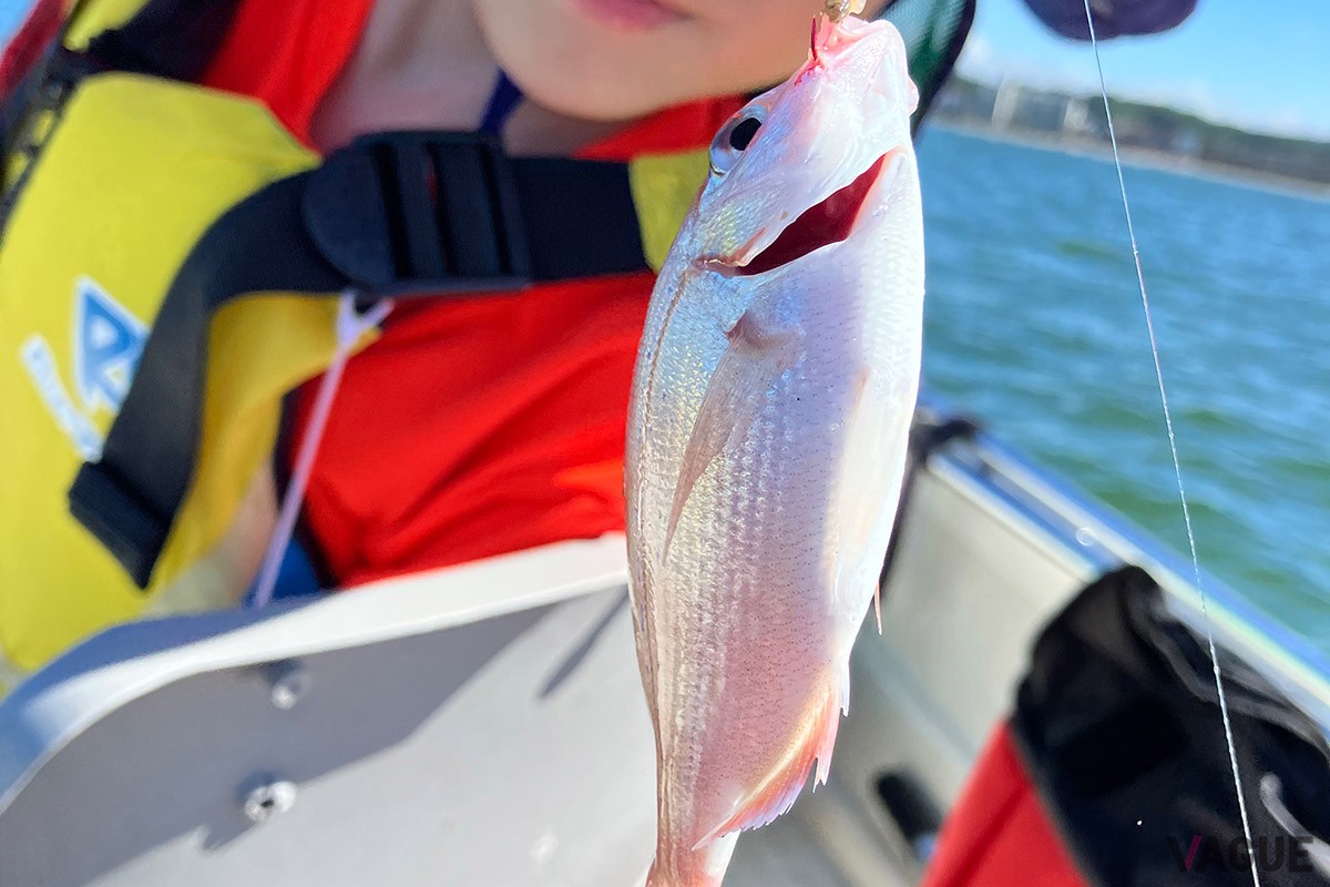 初夏にゲストでよく釣れるのが、マダイの幼魚。このほかにもヒイラギやメゴチなどもよくかかります