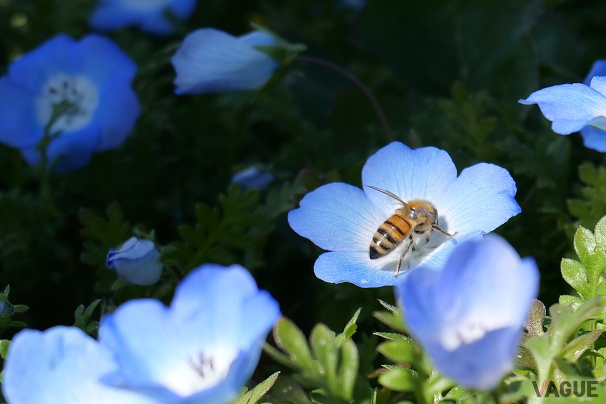 花びらに止まったハチに寄ってトリミングした写真。しっかりとフォーカスが合い、美しく記録できた