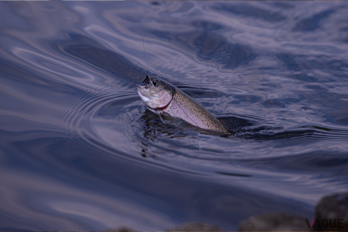 ドライフライにヒットしたレインボートラウト。魚影は濃く、活性もかなり高い管理釣り場の穴場と言えそうです