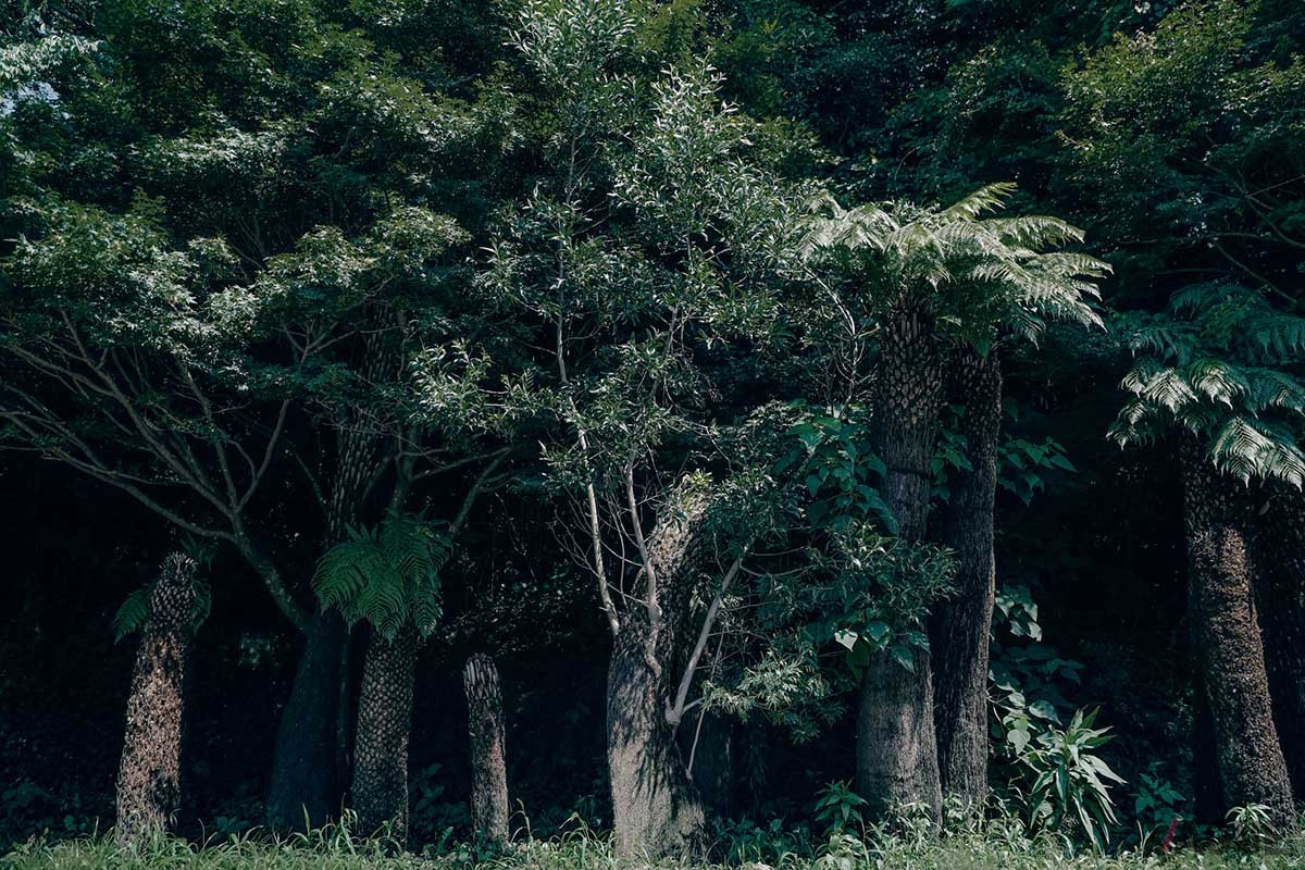 サウナを完備した「SWEAT LODGE」の外気浴エリア「BOTANICAL AIR BATH」には、木生シダなど太古の植物たちが