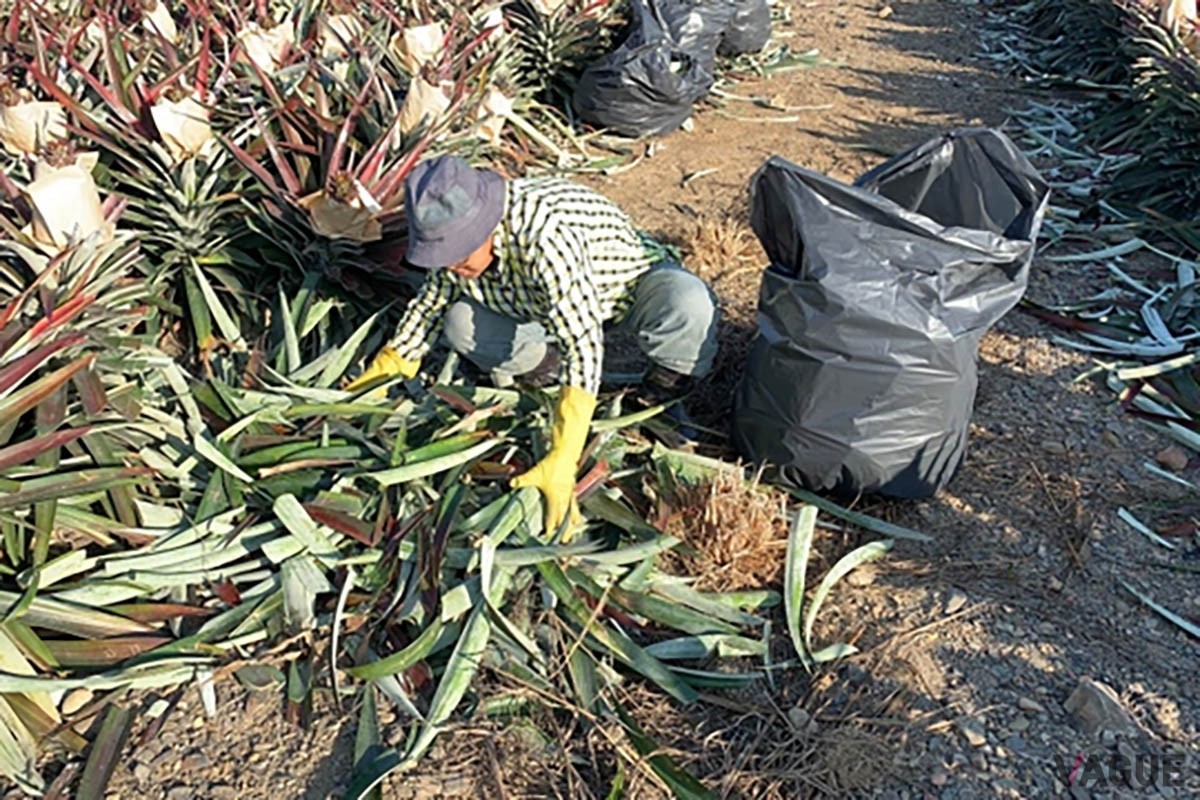 ヴィーガンレザーはパイナップルの葉を再利用