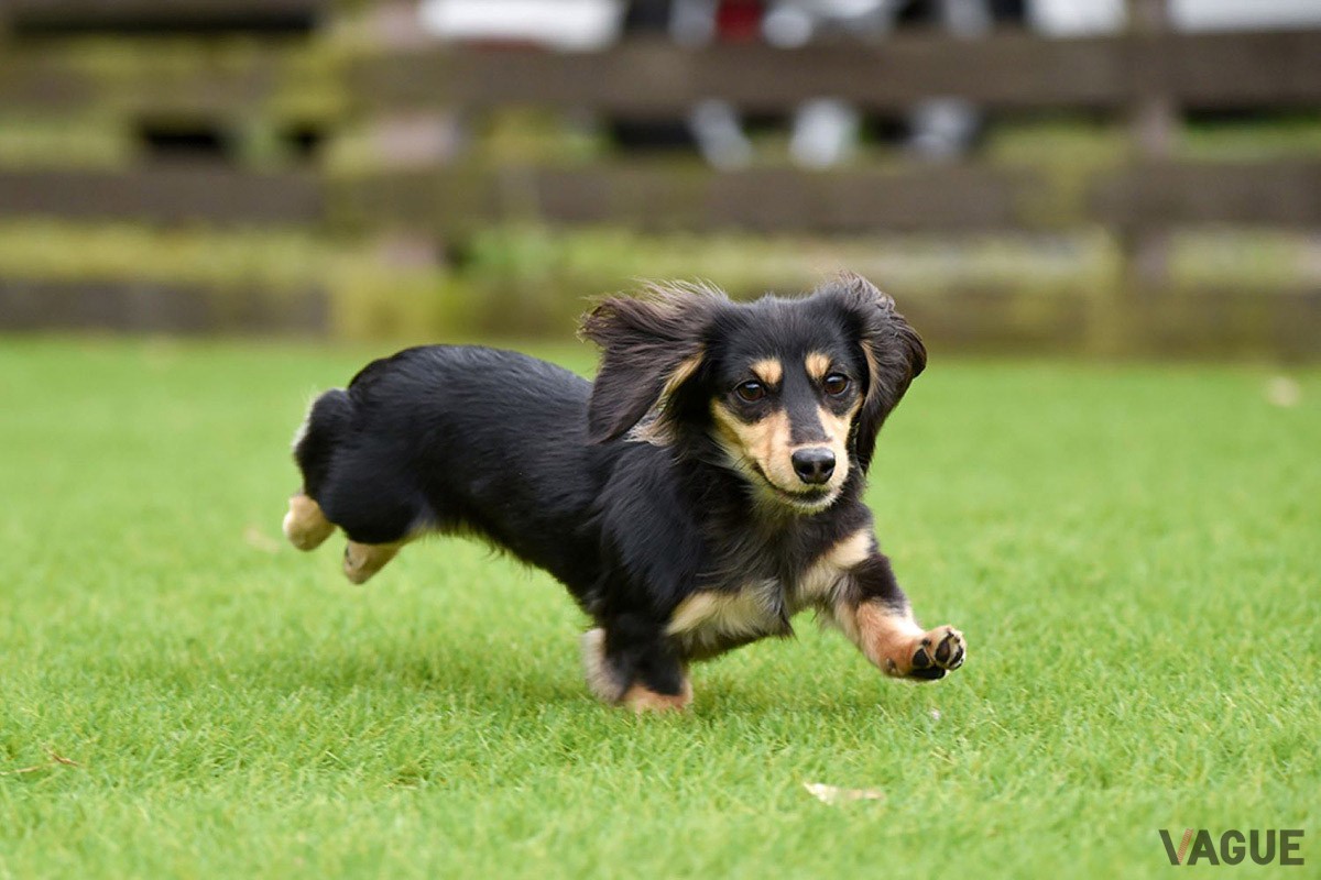 “滞在中、愛犬ともっと自由に一緒にいたい”を叶えてくれる「SKY DOME阪南」の「ドッグガーデン」
