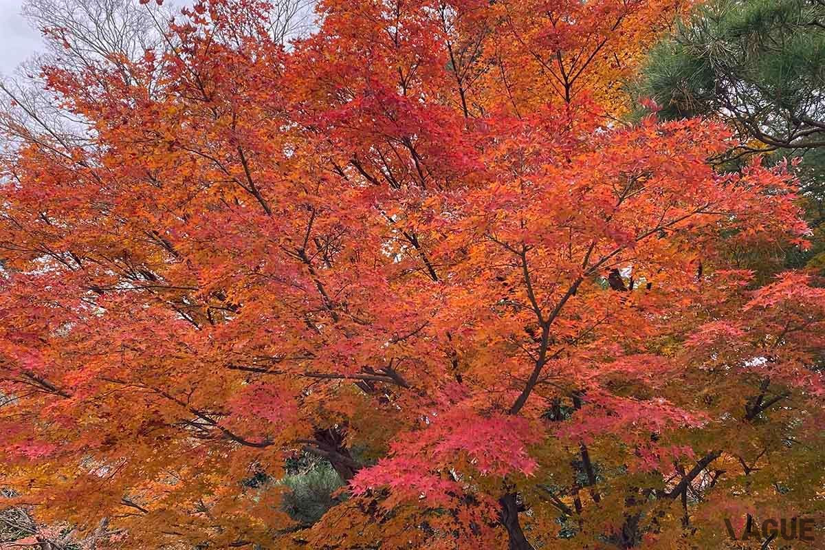 Yahoo！マップの「紅葉マップ2023」は全国各地の紅葉スポットの色づき状況がリアルタイムで表示される機能だ