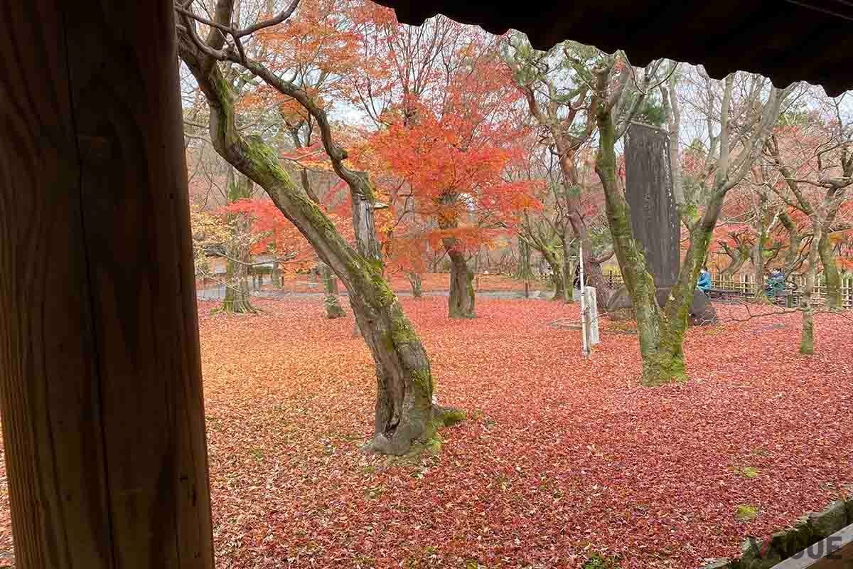 Yahoo！マップの「紅葉マップ2023」は全国各地の紅葉スポットの色づき状況がリアルタイムで表示される機能だ
