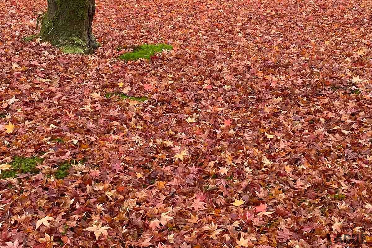 Yahoo！マップの「紅葉マップ2023」は全国各地の紅葉スポットの色づき状況がリアルタイムで表示される機能だ
