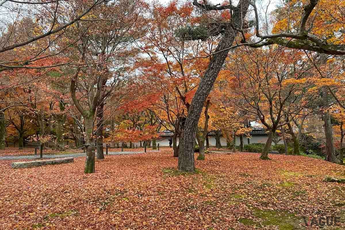Yahoo！マップの「紅葉マップ2023」は全国各地の紅葉スポットの色づき状況がリアルタイムで表示される機能だ