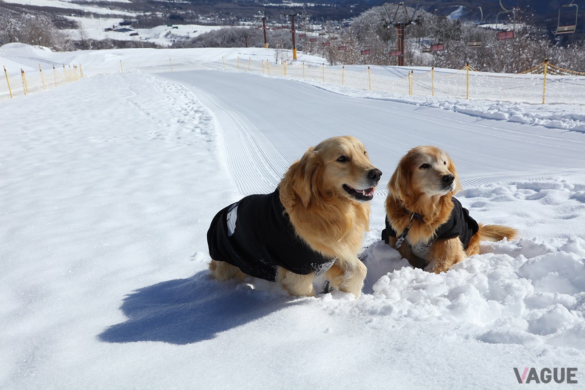 雪上ドッグランはワンちゃんたちにも大好評！