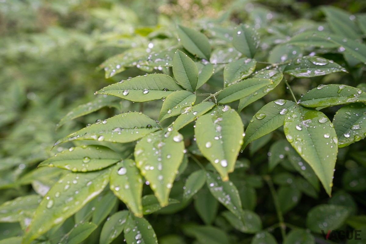 雨の日のアウトドアにもっていこいなハイスペック