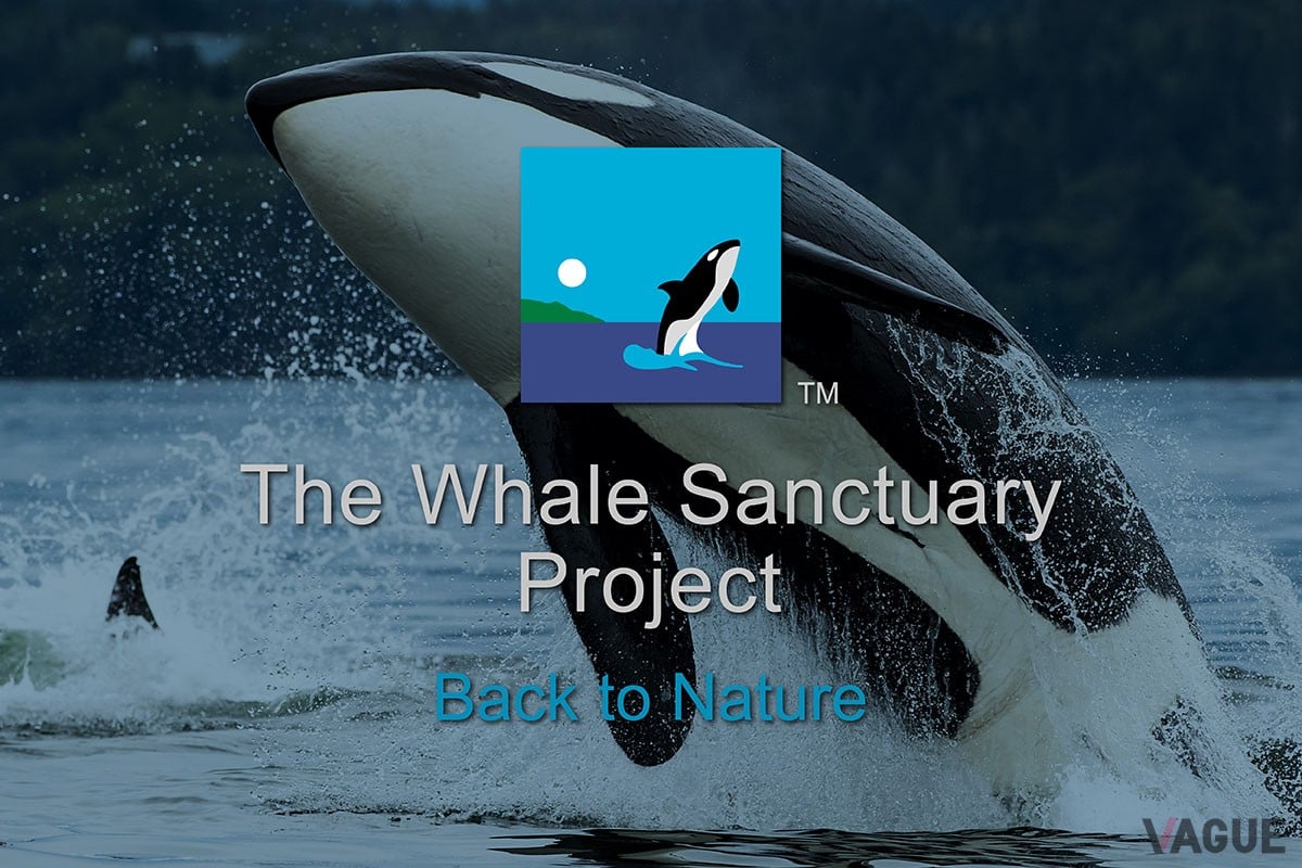 売上の5%が「WHALE SANCTUARY PROJECT」へと寄付される
