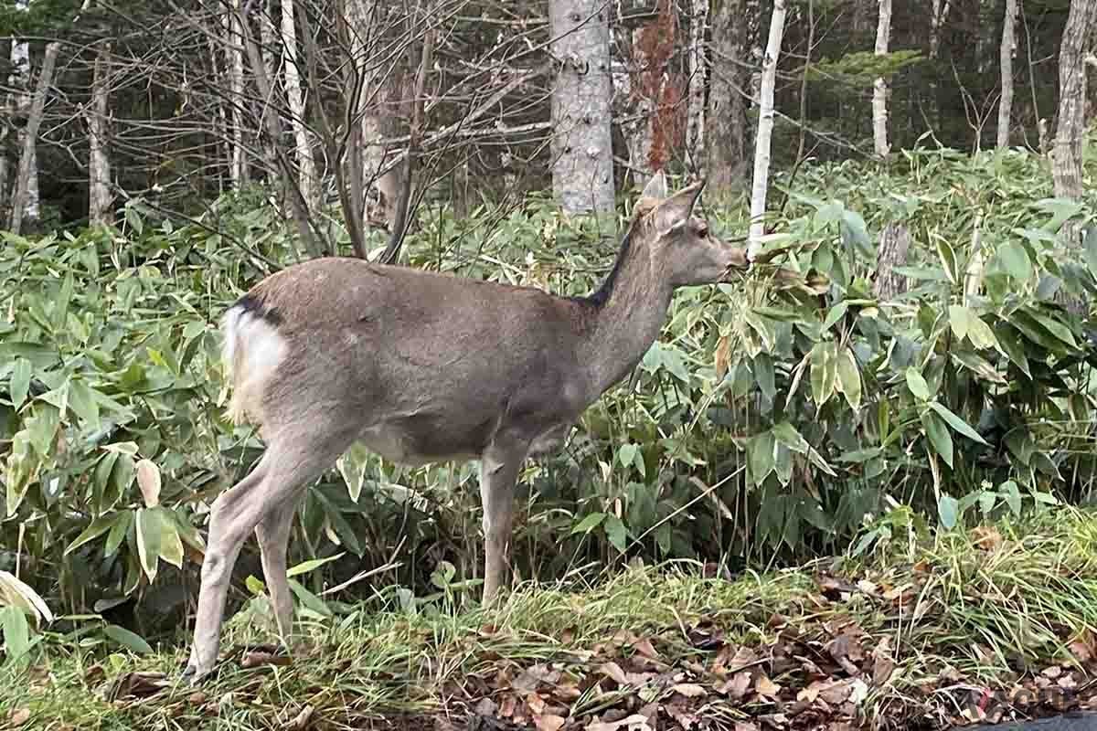 北海道でドライブする場合は、野生動物の飛び出しに注意したい